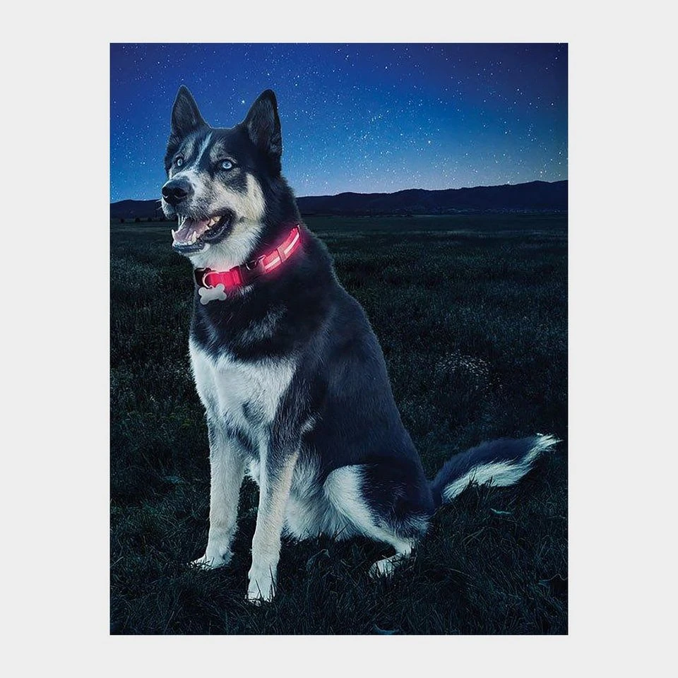 Nite Dawg II LED Collar (Medium) - Image 2