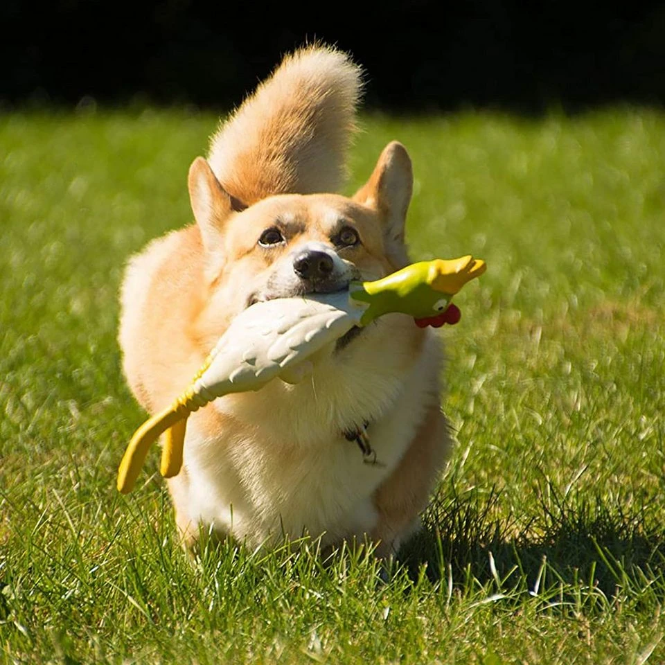 Latex Chicken Lying Small - Image 3